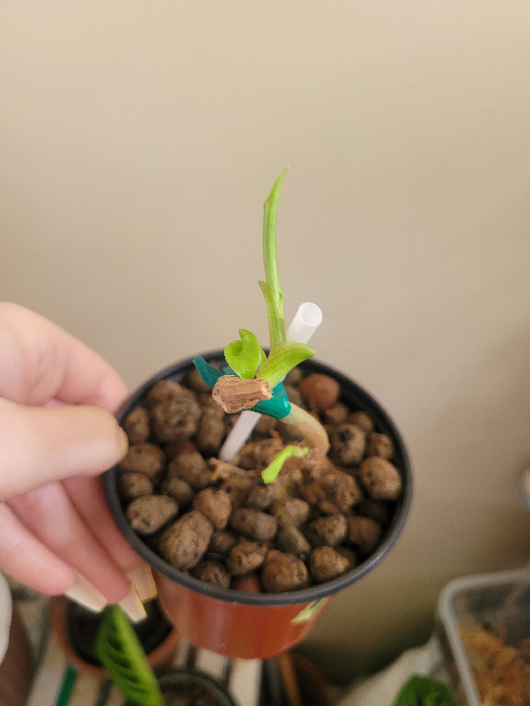 Hairy Philodendron plant in a pot with clay pebbles, early growth stage, hand holding the pot.