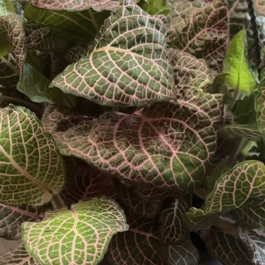 Photo of the plant species Pink Angel Nerve Plant by @TopHeketara87 named Stella on Greg, the plant care app