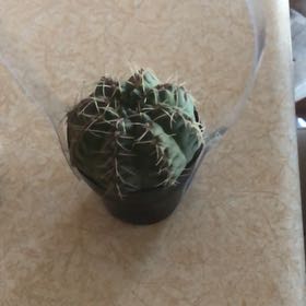 Photo of the plant species Fendler's Hedgehog Cactus by @HotStomatium83 named Bodhi on Greg, the plant care app