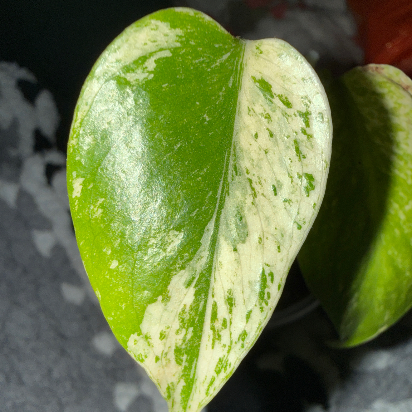 Photo of the plant species Monstera Mint by @Nittygrittybrit named Demi on Greg, the plant care app