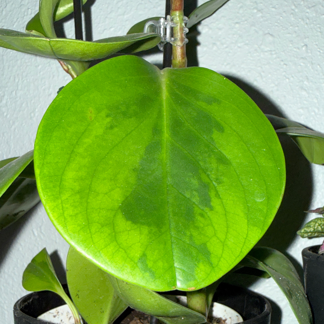 Photo of the plant species Lemon Lime Peperomia by @Nittygrittybrit named Rihanna on Greg, the plant care app