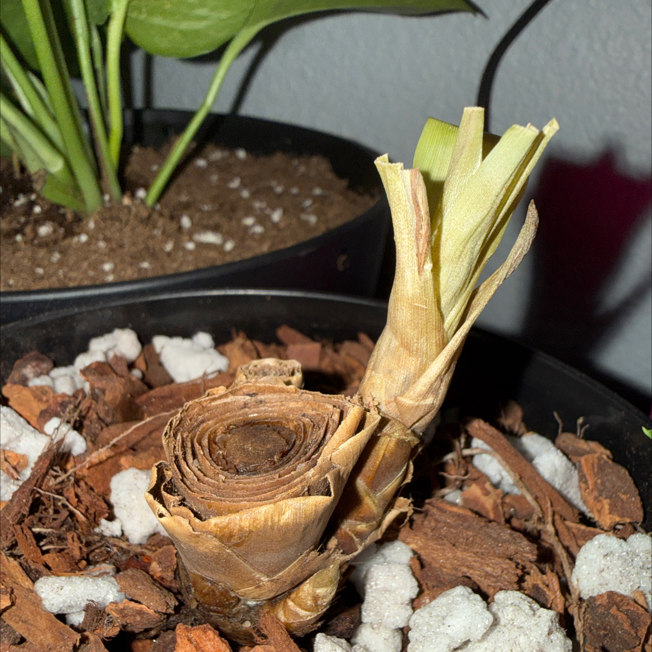 Photo of the plant species Red Bromelaid by @Nittygrittybrit named Maya on Greg, the plant care app