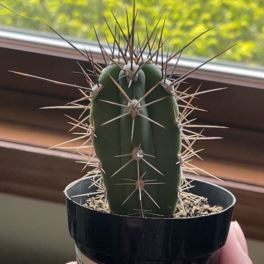 Photo of the plant species Toothpick Cactus by @CozyOricad67 named Tree Diddy on Greg, the plant care app