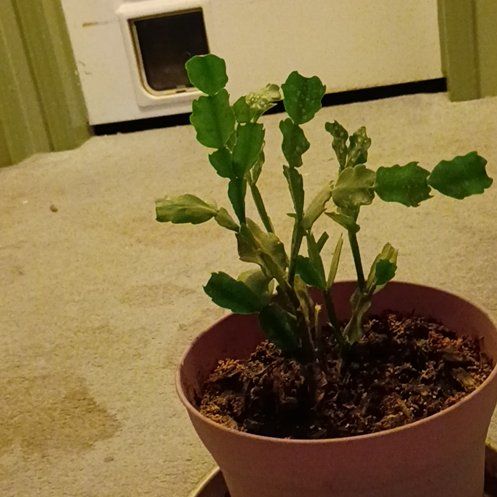 Photo of the plant species Thanksgiving Cactus by @PetHoupara30 named Sanders on Greg, the plant care app