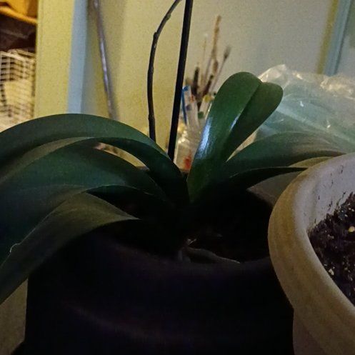 Photo of the plant species Premium Orchid by @PetHoupara30 named Emerson on Greg, the plant care app