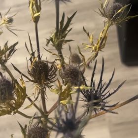 Photo of the plant species Flat Sea Holly by @CurrentBlueash named Lebron on Greg, the plant care app