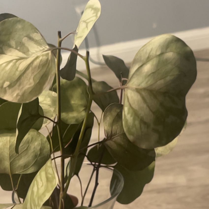 Photo of the plant species Lunaria Annua by @CurrentBlueash named Zion on Greg, the plant care app