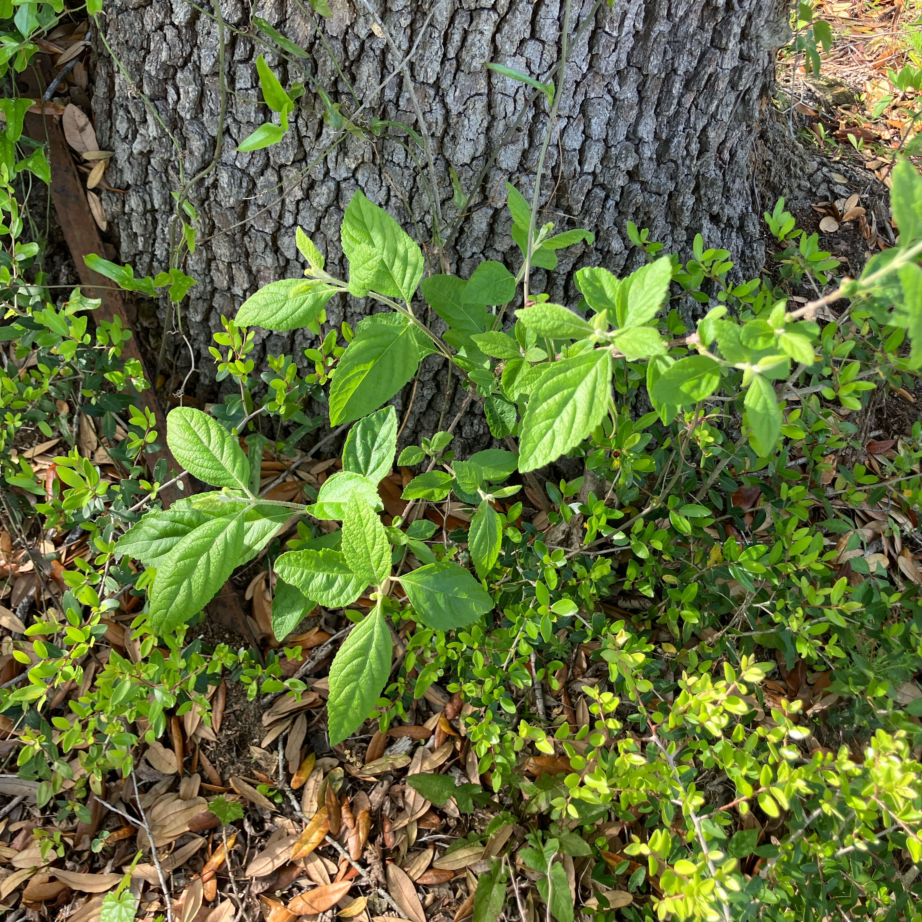 Photo of the plant species Mohintli by @LordHemlock62 named Homer on Greg, the plant care app