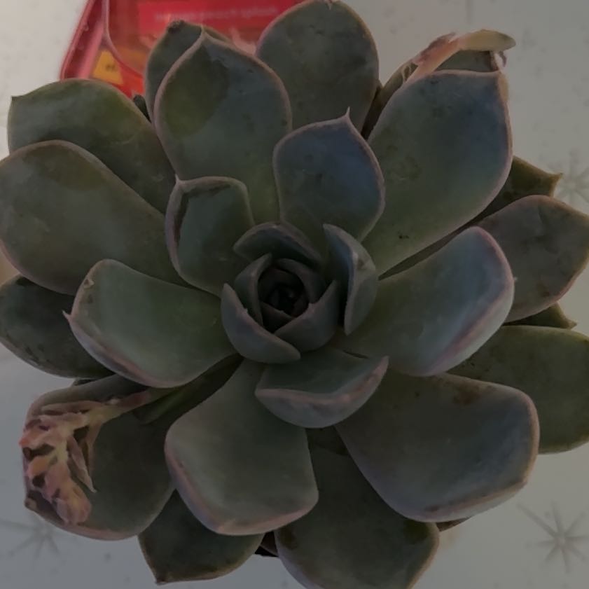 Photo of the plant species Menina by @IconNeslia12 named Madonna on Greg, the plant care app
