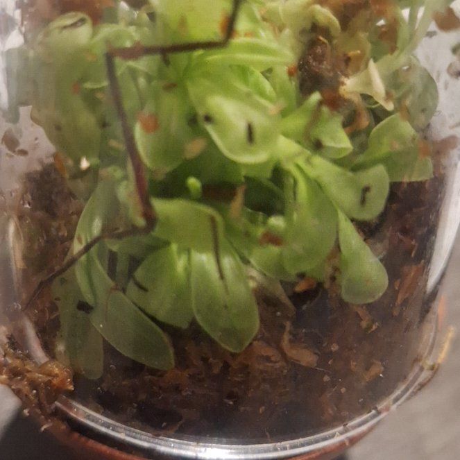 Photo of the plant species butterwort by @WinPalmier52 named Clooney on Greg, the plant care app