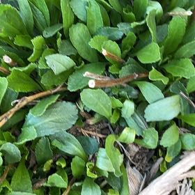 Photo of the plant species Max Chrysanthemum by @ZingMungbeans35 named Elle on Greg, the plant care app