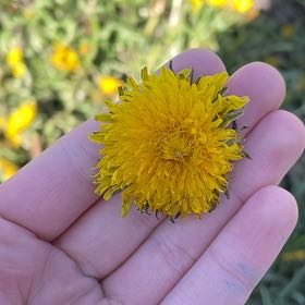 Photo of the plant species Blowball by @ZingMungbeans35 named Bruce Lee on Greg, the plant care app
