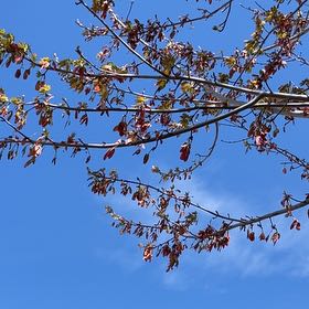 Photo of the plant species Western Redbud by @ZingMungbeans35 named Homer on Greg, the plant care app