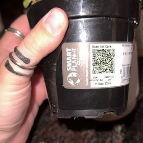 Photo of the plant species Common Iceplant by @CentralEncina27 named Athena on Greg, the plant care app