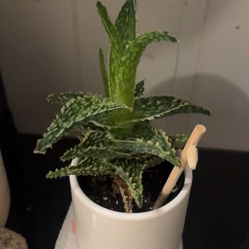 Photo of the plant species Aloe Snowstorm by @DaintyChards16 named Messi on Greg, the plant care app