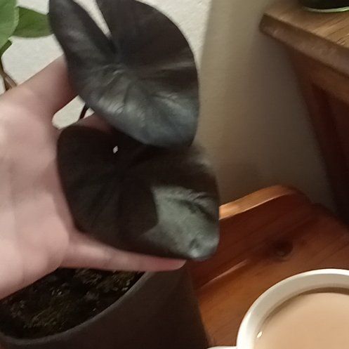 Photo of the plant species Taro by @RadOgreears99 named Athena on Greg, the plant care app