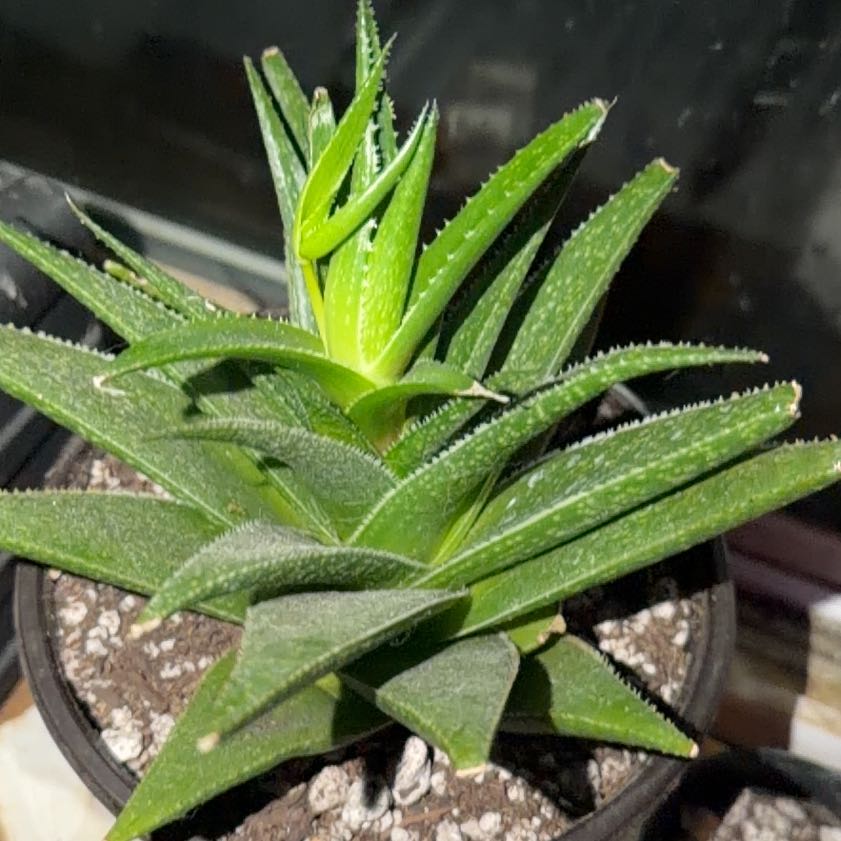 Photo of the plant species White Spider Aloe by @MellowlyChisme4 named Bella on Greg, the plant care app