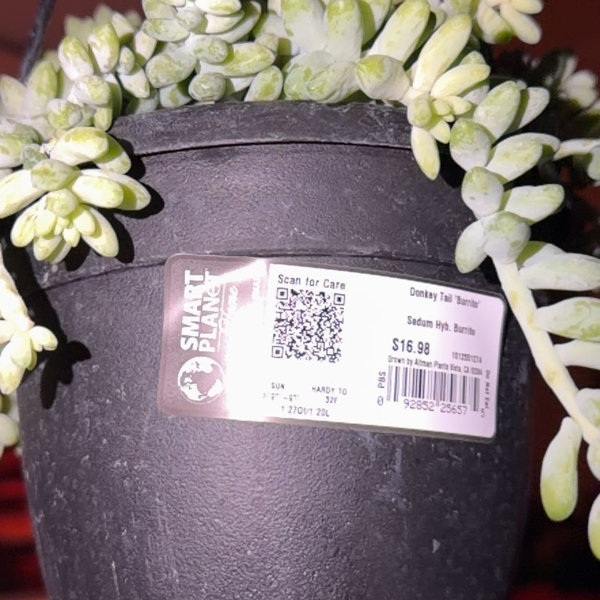 Photo of the plant species Donkey Tail by @MellowlyChisme4 named Bigleef Smalls on Greg, the plant care app
