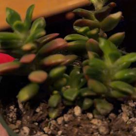 Photo of the plant species Anacampseros telephiastrum by @MellowlyChisme4 named Katherine💅 on Greg, the plant care app
