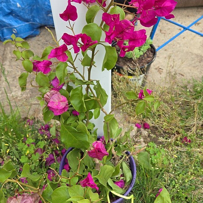 Photo of the plant species Lesser Bougainvillea by @SunnyWoreya76 named Beyonce on Greg, the plant care app