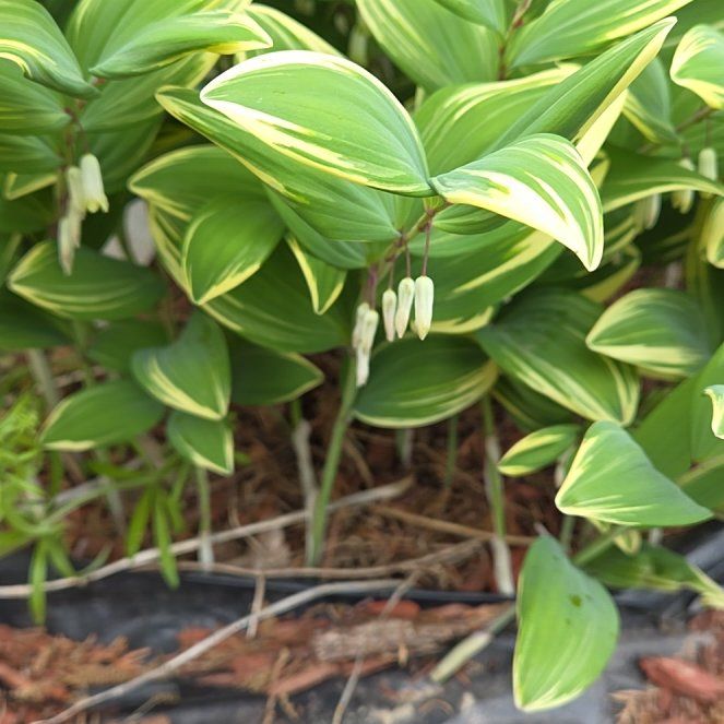 Photo of the plant species Angular Solomon's Seal by @SunnyWoreya76 named Sherlock on Greg, the plant care app