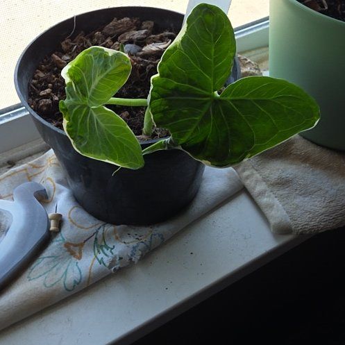 Photo of the plant species Mickey Mouse Alocasia by @pufflecups named Ulysses S Plant on Greg, the plant care app