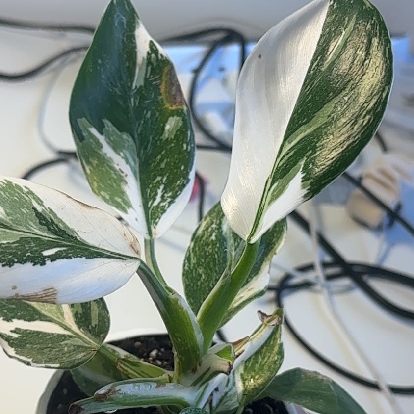 Photo of the plant species Philodendron White Wizard by @ShrewdHoupara41 named Luna on Greg, the plant care app