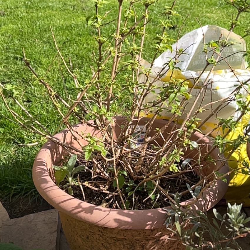 Photo of the plant species Allamanda Blanchetii by @CozyPinoak33 named Doja Cat on Greg, the plant care app
