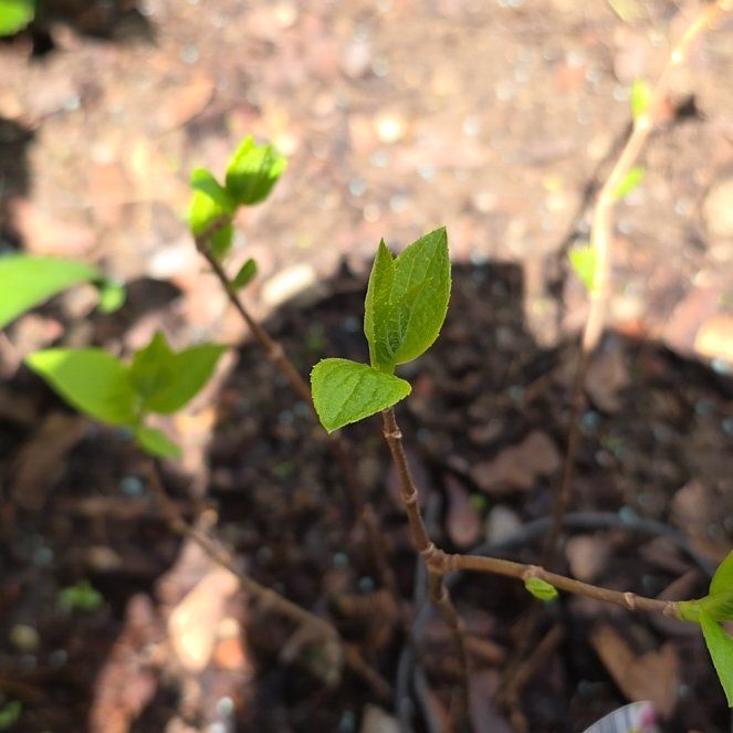 Photo of the plant species Panicle Hydrangea by @RadiantYuzu17 named Walt on Greg, the plant care app