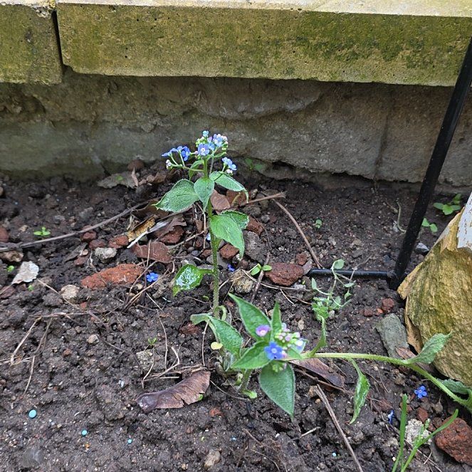 Photo of the plant species False Forget-Me-Not by @RadiantYuzu17 named Tree Diddy on Greg, the plant care app