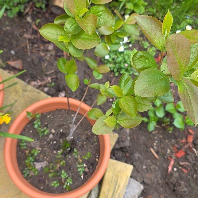 Photo of the plant species Black Chokeberry by @RadiantYuzu17 named Fernie Saunders on Greg, the plant care app