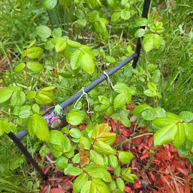 Photo of the plant species Climbing Queen Elizabeth Rose by @RadiantYuzu17 named Bella on Greg, the plant care app