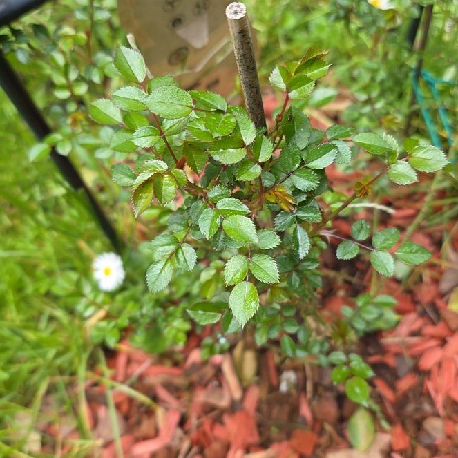 Photo of the plant species Climbing Queen Elizabeth Rose by @RadiantYuzu17 named Morgan Treeman on Greg, the plant care app