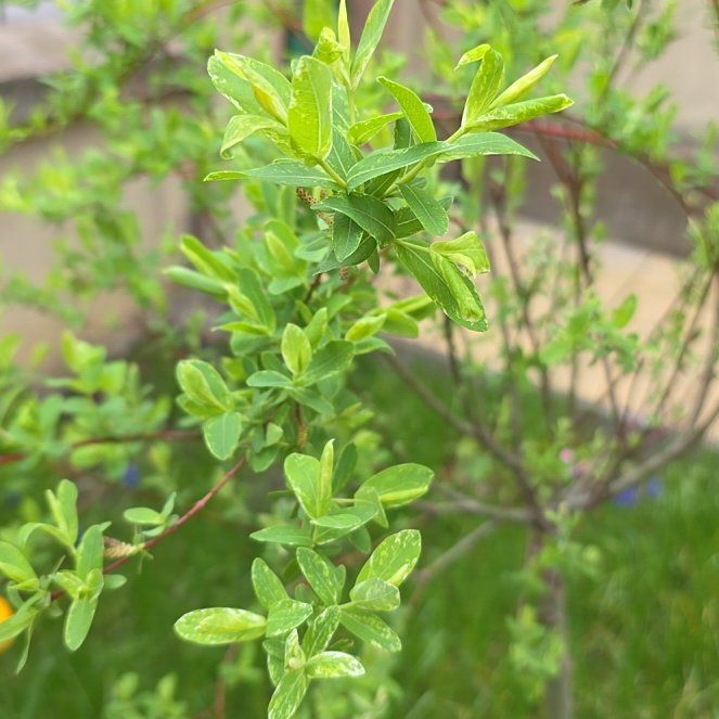 Photo of the plant species Willow Pink Beauty by @RadiantYuzu17 named Fernie Mercury on Greg, the plant care app