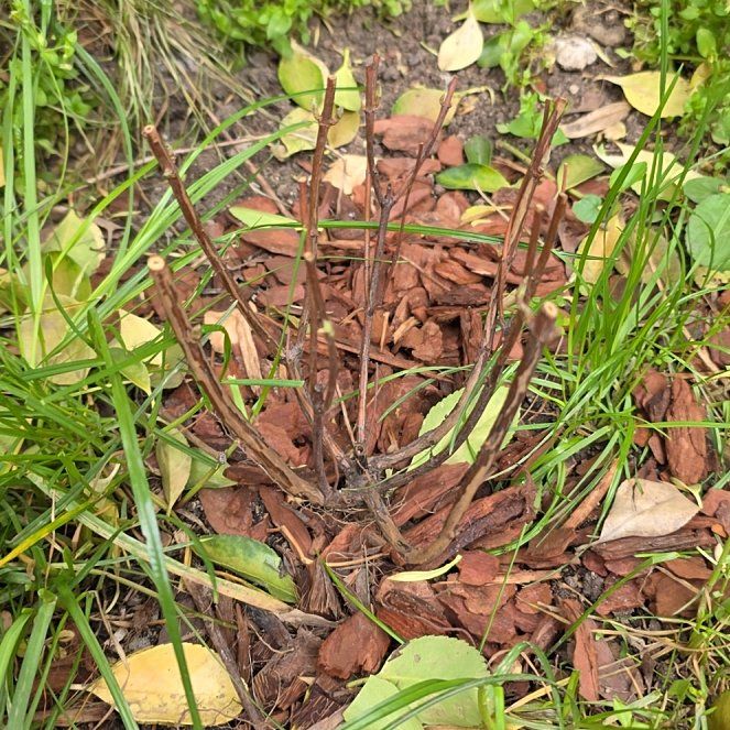 Photo of the plant species Fuzzy Deutzia by @RadiantYuzu17 named Treeyoncé on Greg, the plant care app