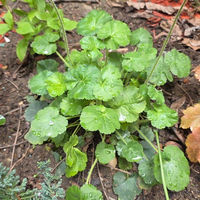Photo of the plant species Coral Bells by @RadiantYuzu17 named Gates on Greg, the plant care app