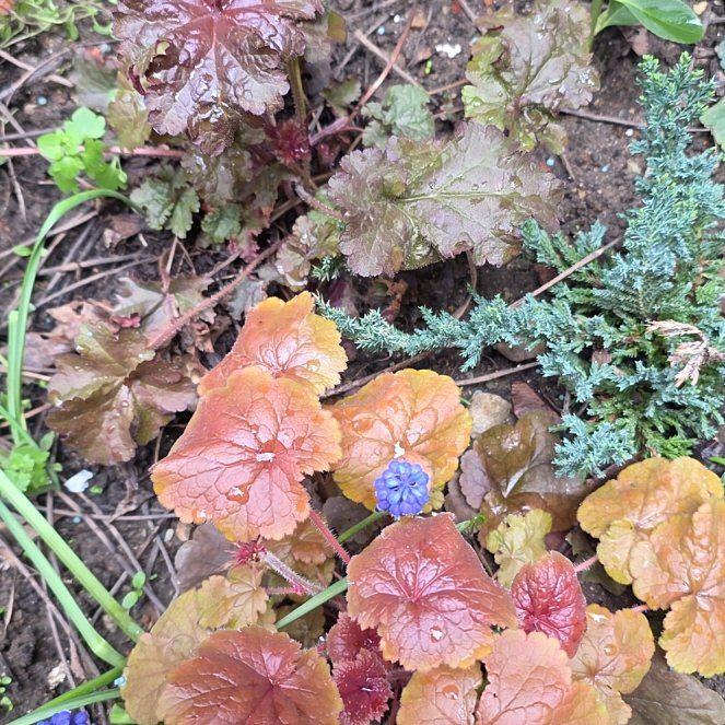 Photo of the plant species Coral Bells by @RadiantYuzu17 named Peter Parker on Greg, the plant care app