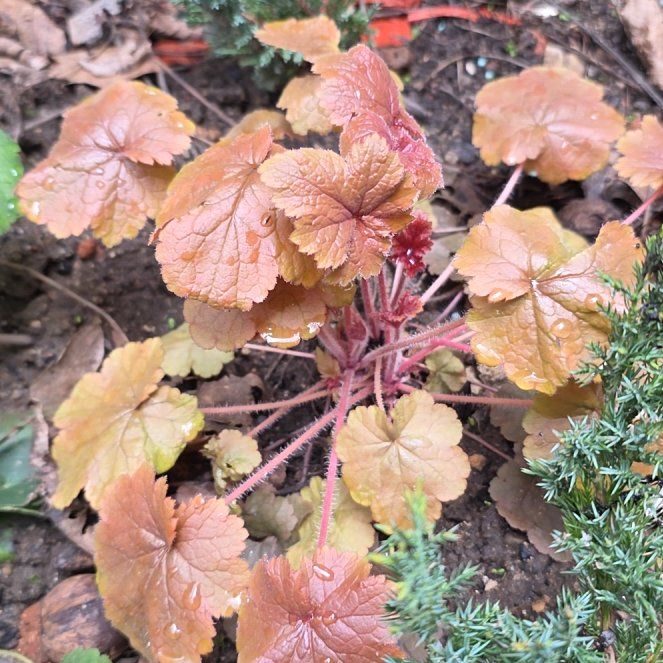 Photo of the plant species Coral Bells by @RadiantYuzu17 named Zion on Greg, the plant care app