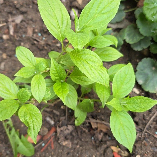 Photo of the plant species Panicle Hydrangea by @RadiantYuzu17 named Gobi on Greg, the plant care app
