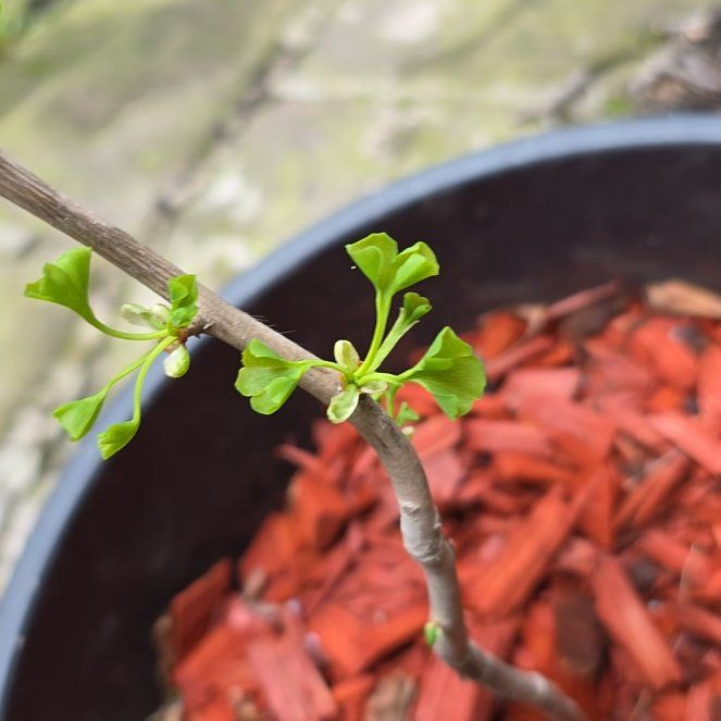 Photo of the plant species Ginkgo Tree by @RadiantYuzu17 named Athena on Greg, the plant care app