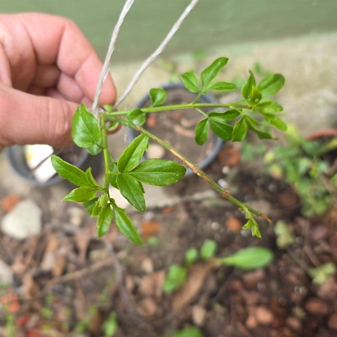 Photo of the plant species Primrose Jasmine by @RadiantYuzu17 named Drake on Greg, the plant care app