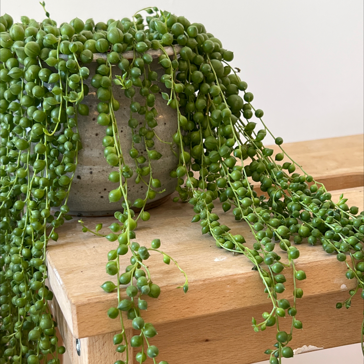 String of Pearls plant photo by @sequinsofevents named Young Peapod on Greg, the plant care app.