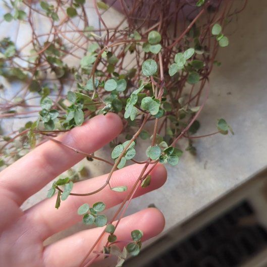 Photo of the plant species Maidenhair Vine by @UnafraidLoquat named Surya on Greg, the plant care app