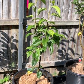 Photo of the plant species Nijisseiki Pear by Sandra named Beckham on Greg, the plant care app