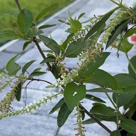 Photo of the plant species Sweet Almond Bush by @BabyWaxivy29 named Girlfrond on Greg, the plant care app