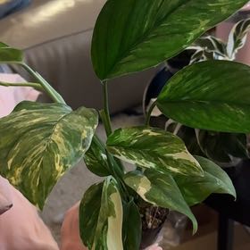 Photo of the plant species Monstera lechleriana 'Variegata' by @FunParsley97 named Marilyn on Greg, the plant care app