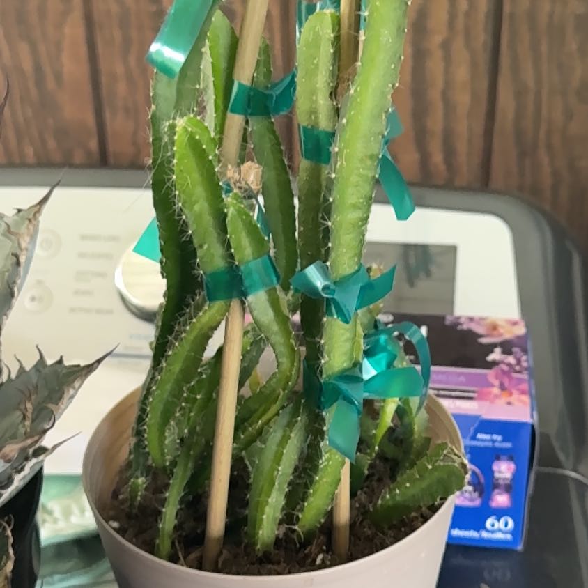 Photo of the plant species dragon fruit cactus by @DeftMaitake19 named Dolores on Greg, the plant care app
