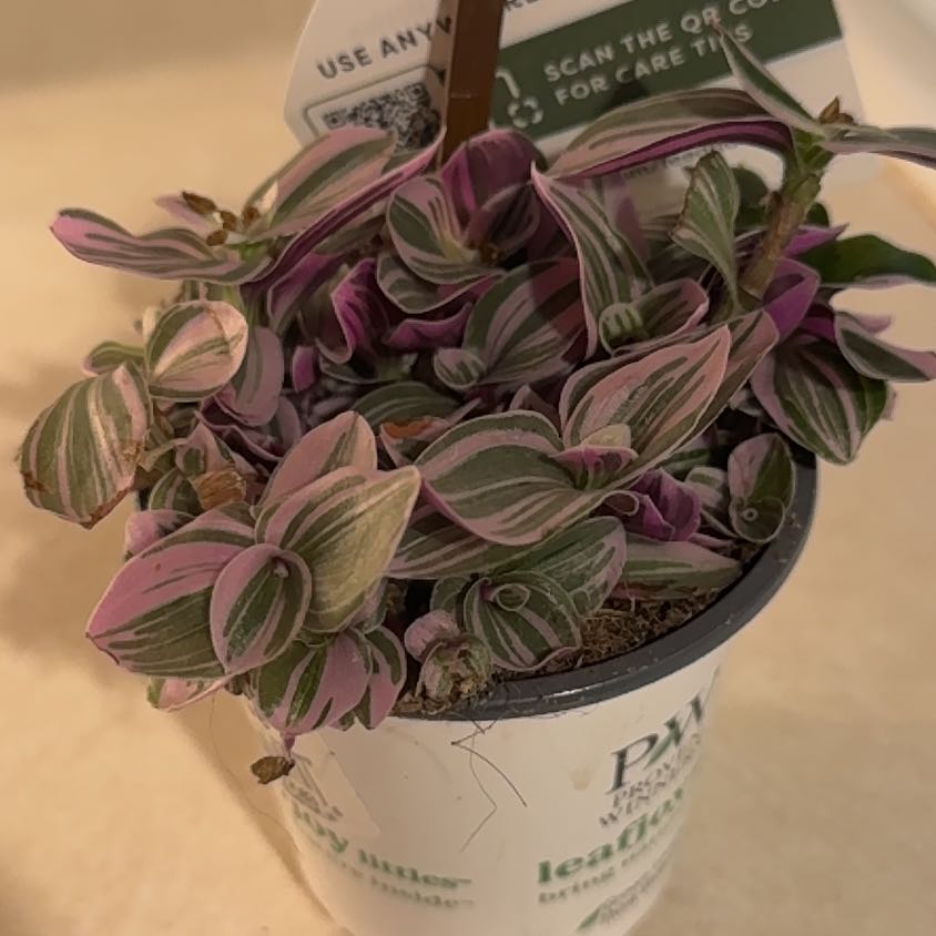 Photo of the plant species Hoya 'Mathilde Splash' by @DeftMaitake19 named Mathild-e on Greg, the plant care app