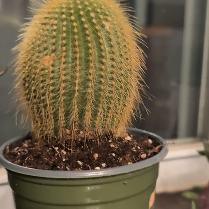 Photo of the plant species Notocactus leninghausii by @DeftMaitake19 named Kylie on Greg, the plant care app