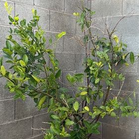 Photo of the plant species semi-dwarf lime tree by @HotSweetsop97 named Limey on Greg, the plant care app